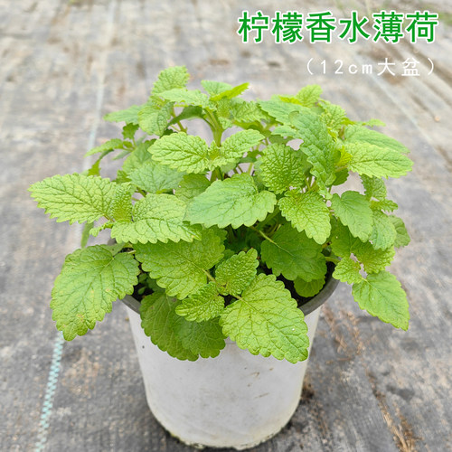 薄荷盆栽阳台清凉大盆