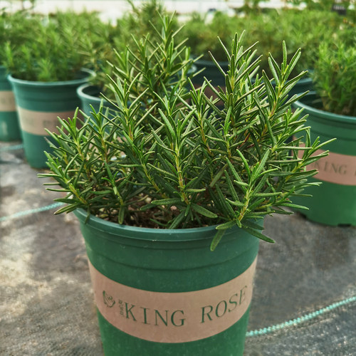 迷迭香盆栽种植西餐配料可食用