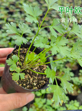 意大利平叶欧芹细叶可食用邹叶欧芹苗Parsley 香芹盆栽苗洋芫荽