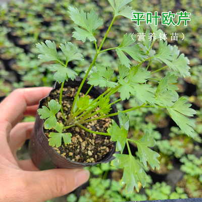 平叶欧芹苗阳台种植盆栽香草香料