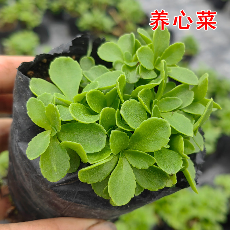 救心菜苗养生高钙菜养心菜苗图片