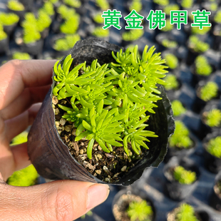 过路黄佛甲草苗屋顶绿化草皮坪金叶黄金佛甲草万年草景天常青植物