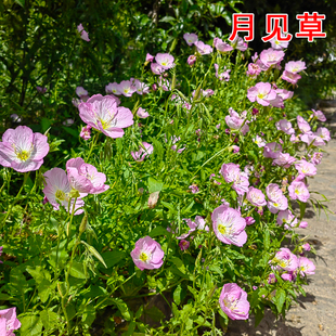 多年生宿根花卉粉花美丽月见草花苗盆栽耐寒耐热地被植物