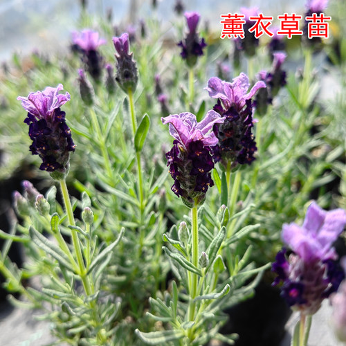 卡斯蒂诺薰衣草花苗幼苗