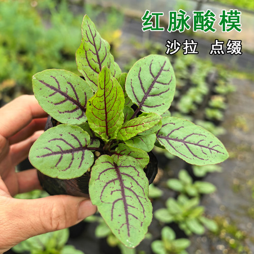 红脉酸模苗盆栽香草西餐摆盘点缀