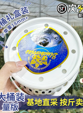【整桶发】云南L25花香蓝莓脆甜大果蓝莓鲜果现摘现发当季顺丰