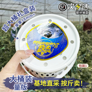 顺丰 云南L25花香蓝莓脆甜大果蓝莓鲜果现摘现发当季 整桶发