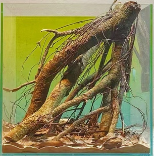 原生缸黄梨木树枝南美鱼缸造景森林木溪流缸点缀根