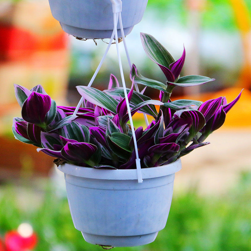 油画婚礼吊兰植物盆栽绿植常春藤阳台花卉绿萝客厅桌面盆栽花植物