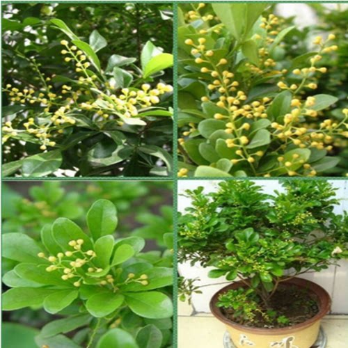 米兰花春夏芳香浓香十足花卉苗
