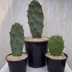 黄大刺仙人掌盆栽嫁接蟹爪兰令箭荷花米邦塔叶片可食用可美容植物