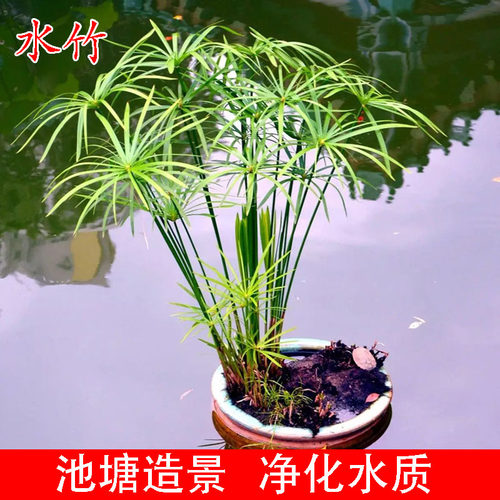 水竹水培植物鱼缸水池池塘旱伞草