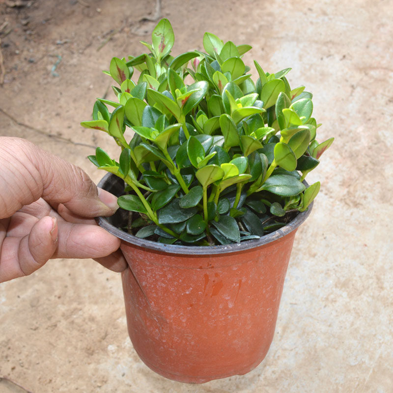 绿植金鱼吊兰四季开花不断盆栽