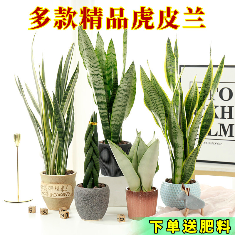 虎皮兰盆栽金边虎皮兰黄金兰虎尾兰佛前香绿植佛手室内花卉植物
