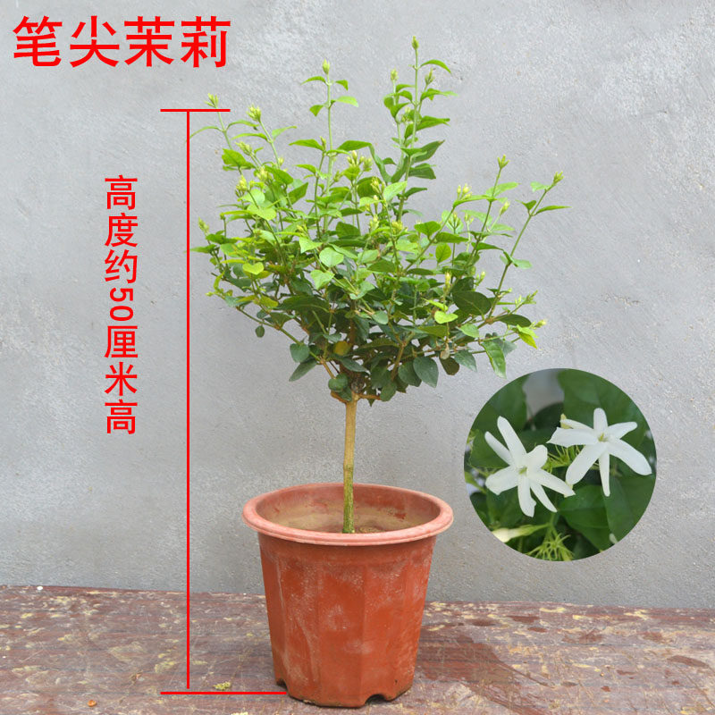 独杆笔尖茉莉盆栽花卉盆栽绿植家庭室内阳四季栽培阳台芳香毛茉莉