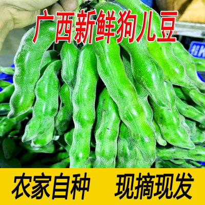 广西狗儿豆新鲜蔬菜豆类现摘现发