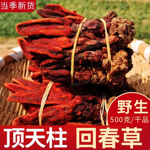 野生回春草不老草云南特级回春草 撘枸杞泡酒药材泡水男人养生500