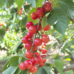 新鲜水果4斤土特产恩桃顺丰空运 四川小樱桃精品樱桃礼盒装