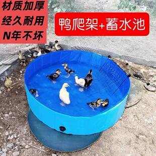 鸭子游泳池鸭用爬架老鹅专用盆戏水大鹅洗澡盆养鸭水槽柯尔鸭水池