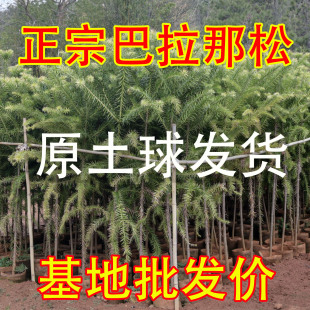 正宗巴拉那松树苗批发云南基地直发1年到5年苗巴西进口树种大松子
