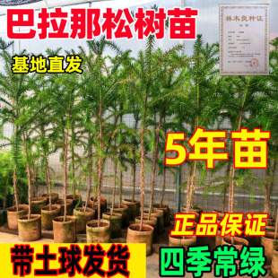 正宗巴拉那松树苗5年苗引进松品种巴拉那松树苗大拇指松子树小苗