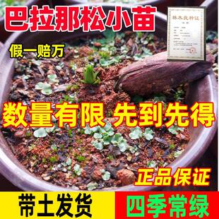 正宗巴拉那松树苗1年苗引进松品种巴拉那松树苗大拇指松子树小苗