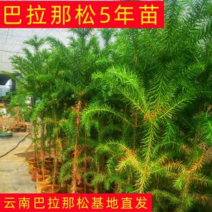 巴拉那松拇指大松子树苗云南基地直发正宗巴拉那松5年苗常绿绿化