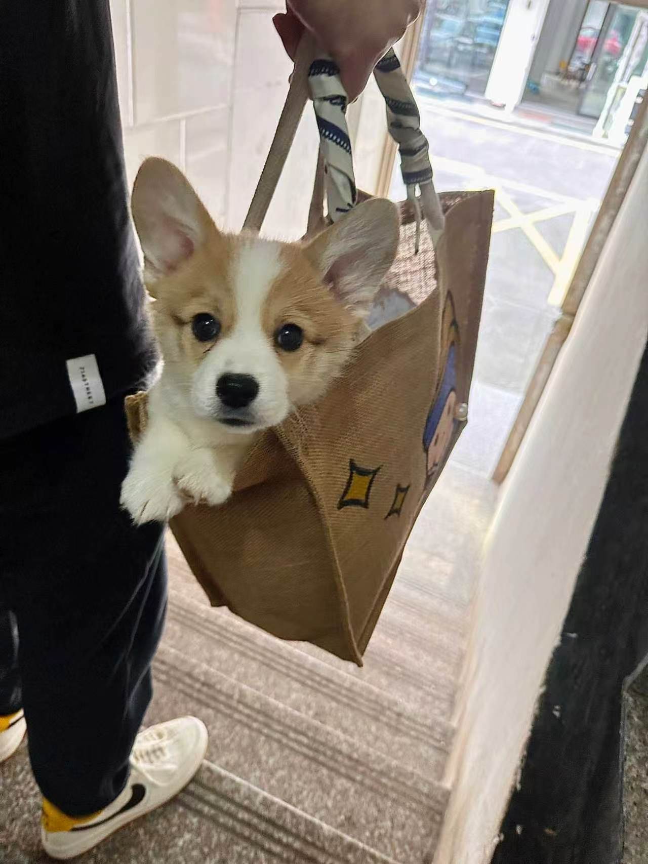 纯种柯基幼犬带尾活体健康包疫苗狗狗