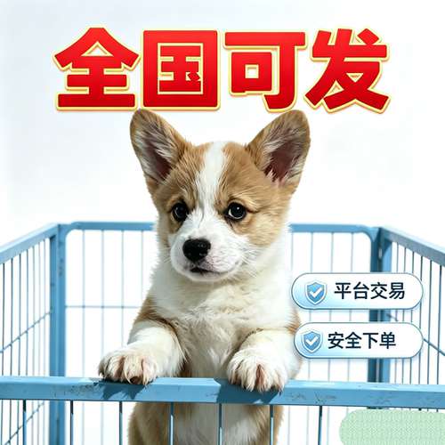疫苗齐全包纯种包健康