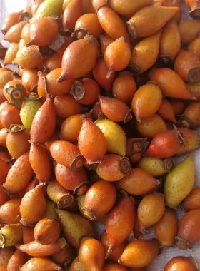 新鲜野生金樱子农家自晒无硫正品干货擎天柱金英子泡酒泡水喝包邮