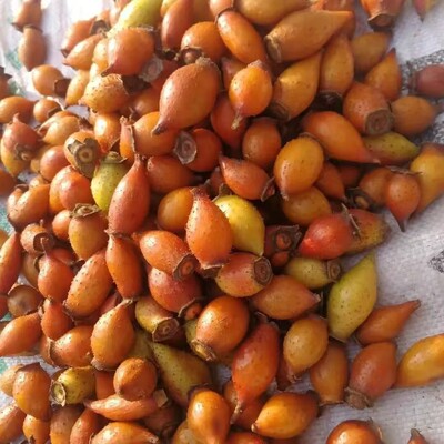 深山采摘泡酒新鲜山石榴