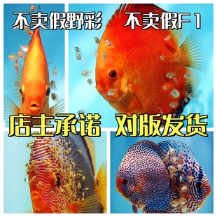 七彩神仙鱼鱼苗苗野血松母精品鱼不是压鱼场商品鱼