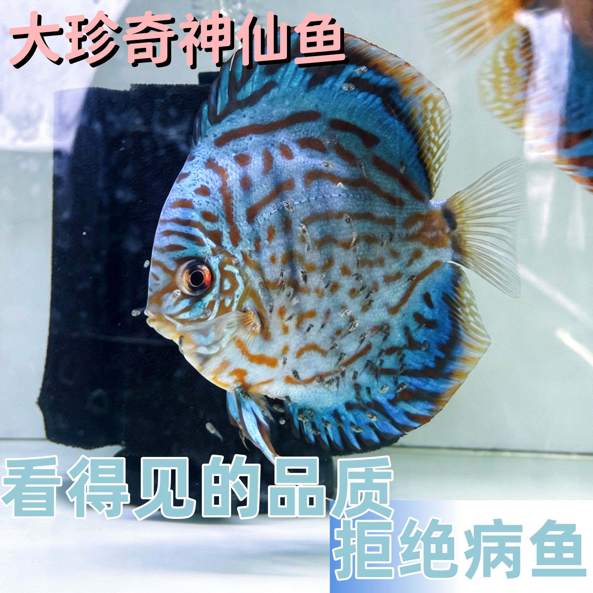 大珍奇神仙鱼活体观赏鱼