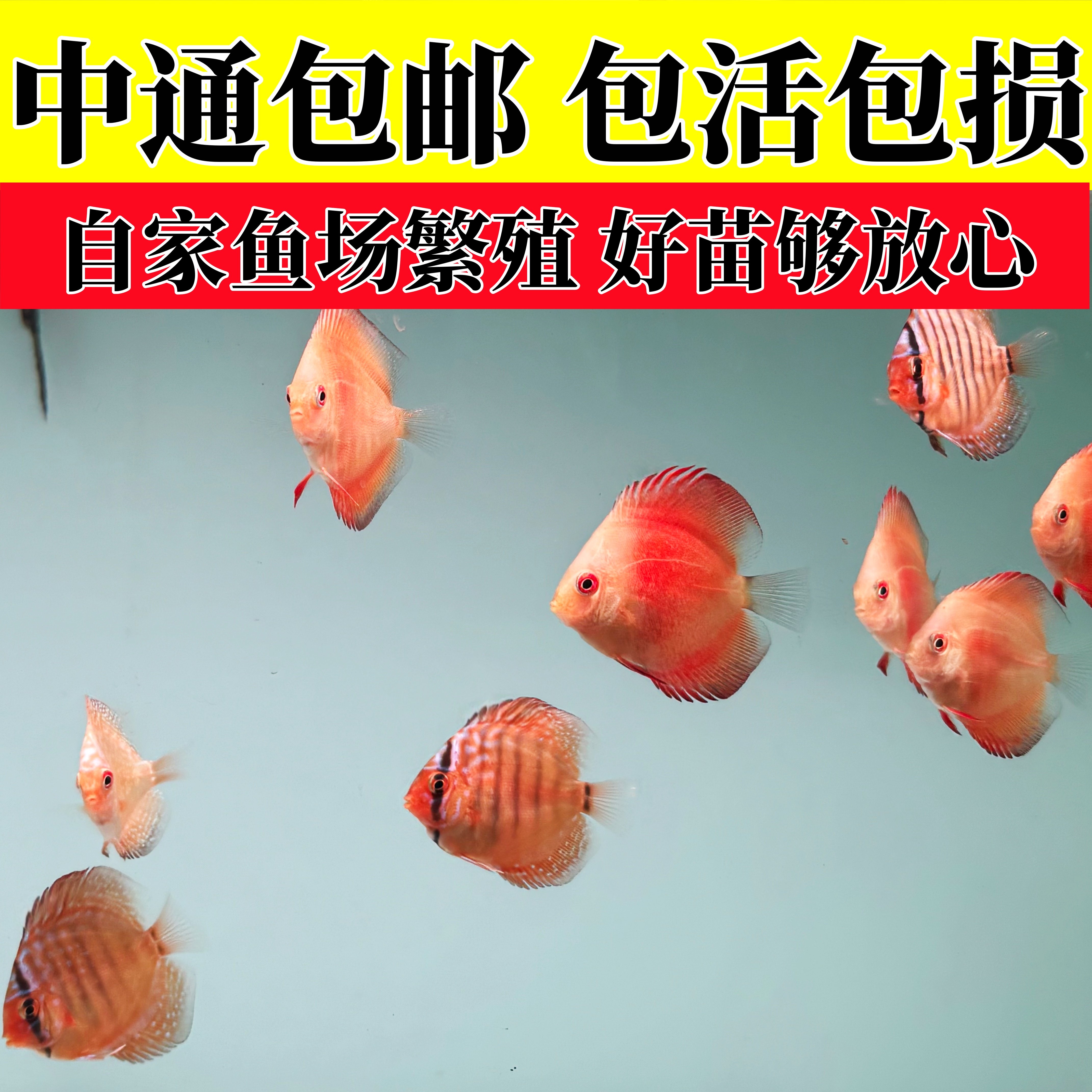 七彩神仙鱼幼鱼观赏包活包邮
