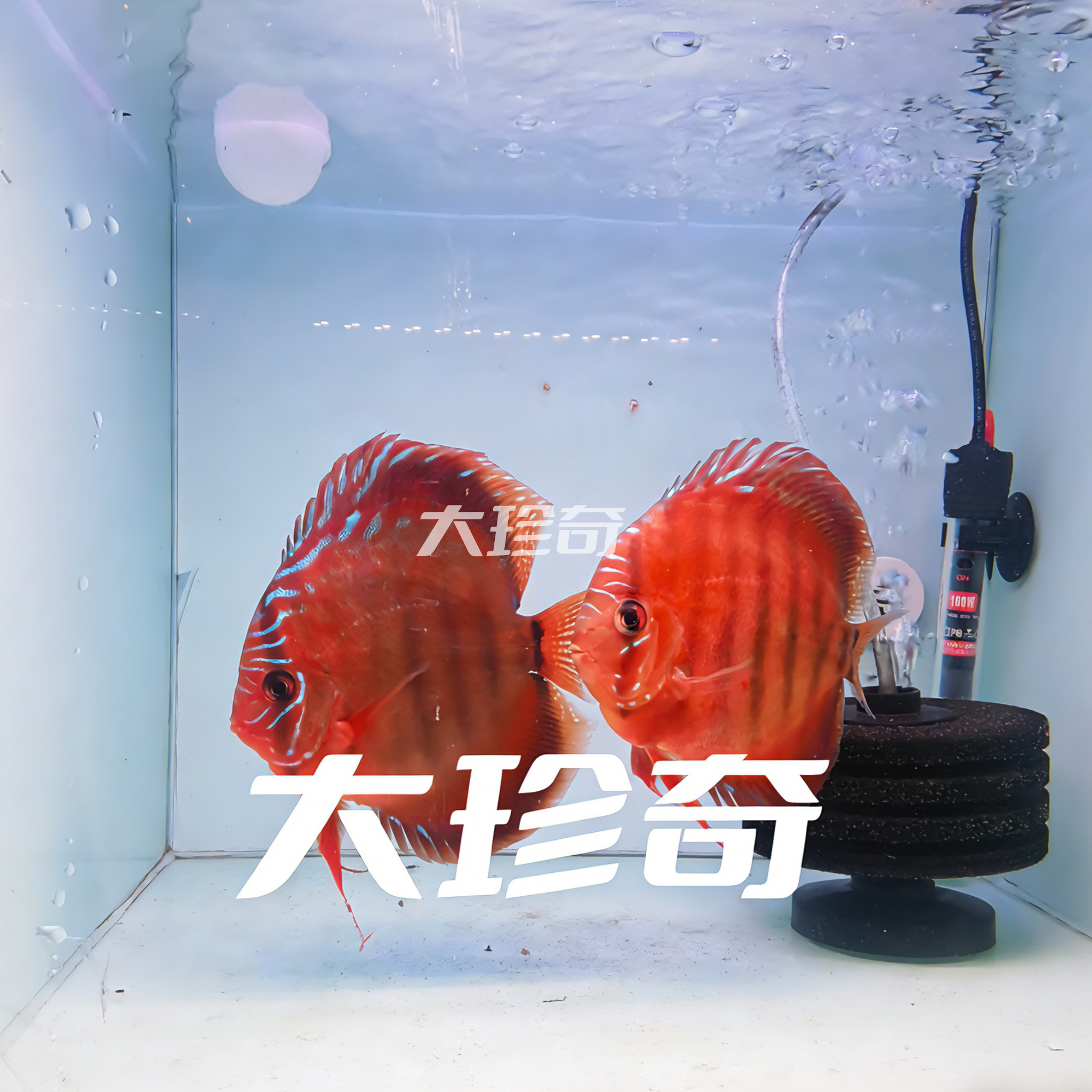 七彩神仙鱼鱼苗苗野血松母精品鱼不是压鱼场商品鱼