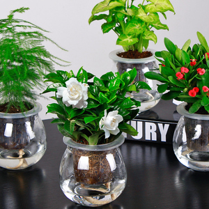栀子花绿萝水培植物盆栽花卉室内盆景绿植吊兰办公室盆栽发财树