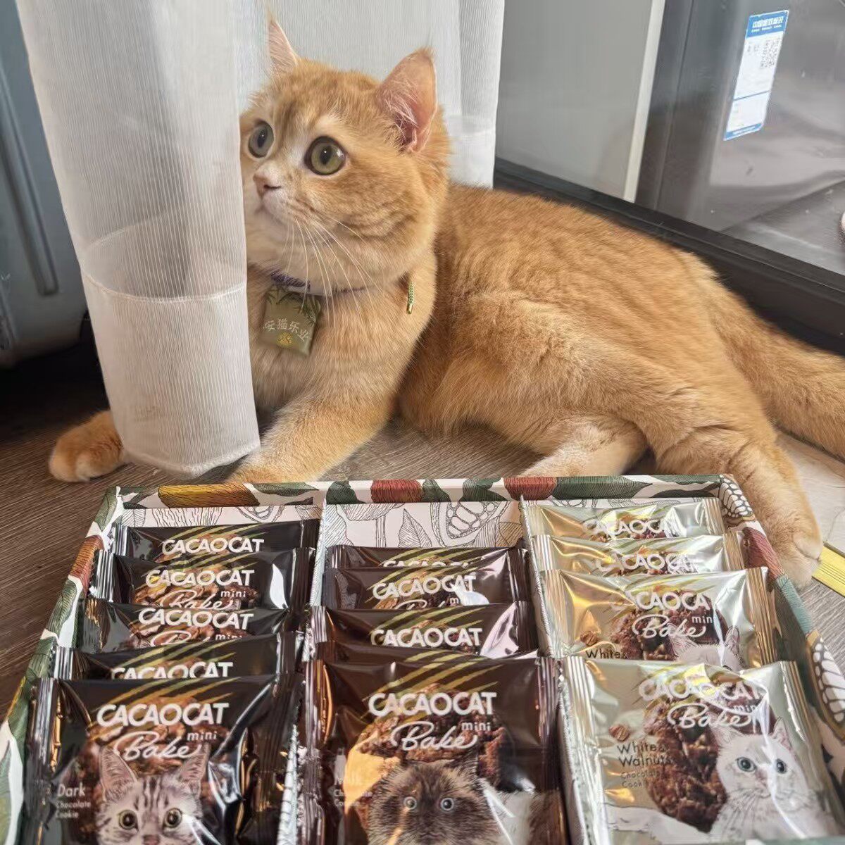 日本北海道可可猫CACAOCAT混合牛奶巧克力曲奇饼干伴手礼288g