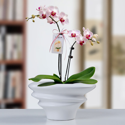 裕轩堂简约白色蝴蝶兰陶瓷花盆