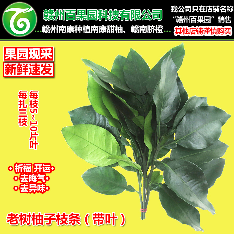 老树柚子去晦气洗澡柚子枝条