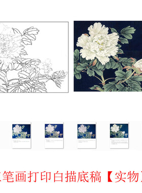 国画工笔画打印白描底稿白色牡丹横幅初学者勾线上色练习(有步骤)
