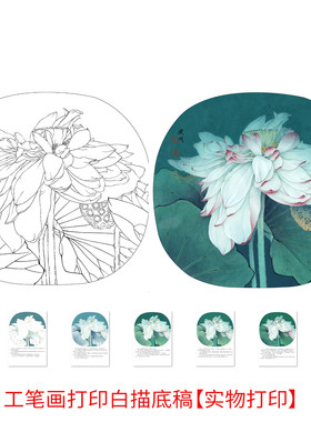工笔画打印白描底稿李晓明《写生粉荷花》有步骤图自选初学者临摹