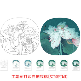 工笔画打印白描底稿李晓明《写生粉荷花》有步骤图自选初学者临摹