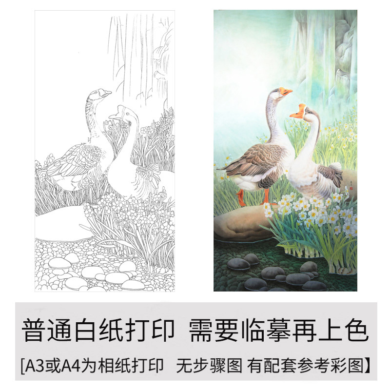 初学者临摹白描底稿工笔画
