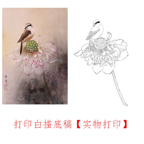 高清线描省事省力荷花线描工笔画