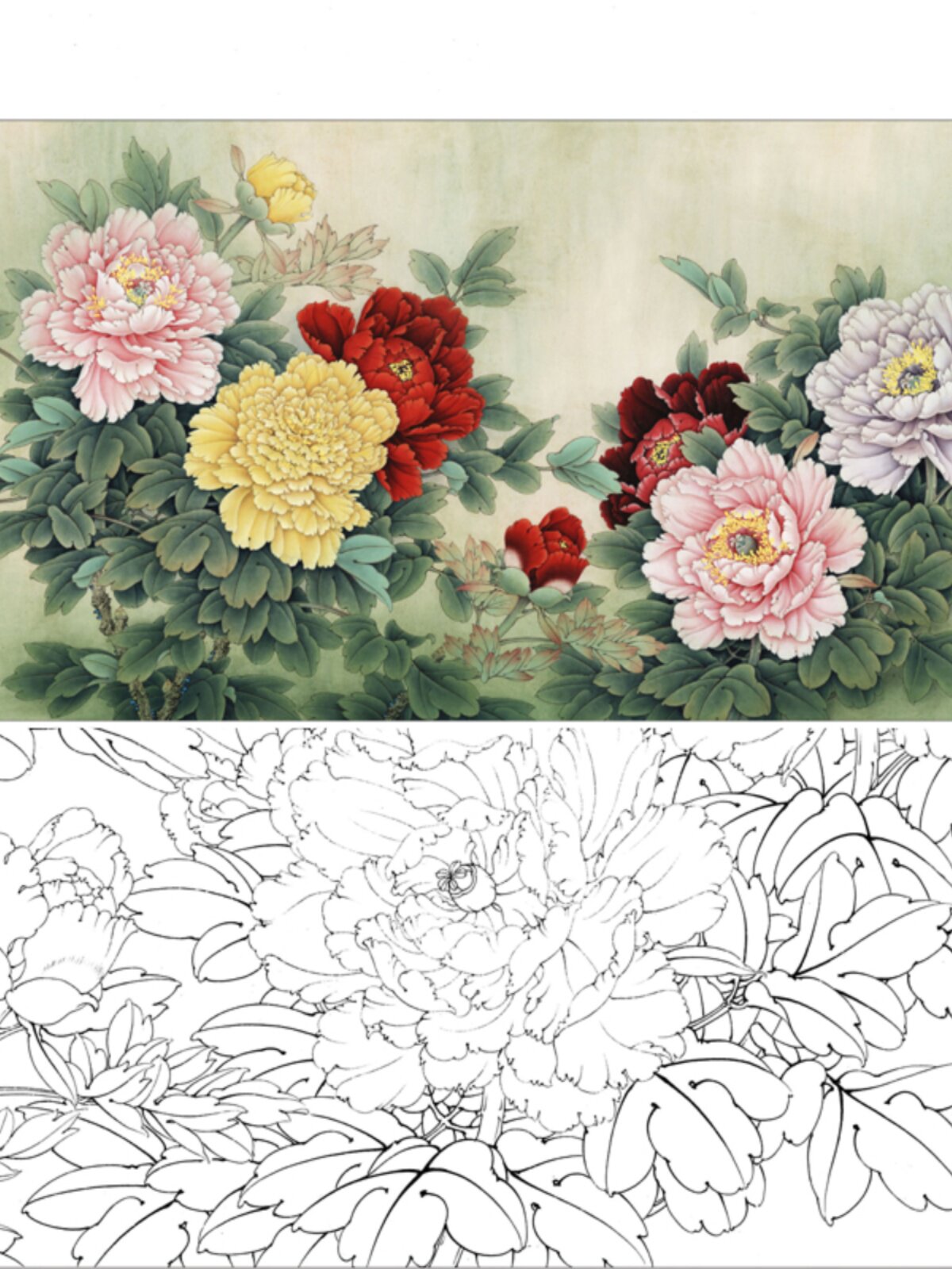 [有步骤】工笔画打印白描底稿李晓明横幅牡丹初学者临摹宣纸过稿