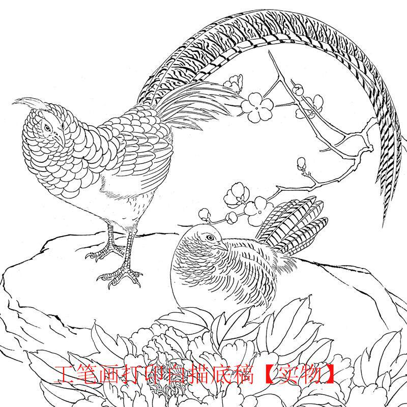 有步骤郑玲玲锦鸡牡丹小品挂画工笔画打印白描底稿初学者临摹练习
