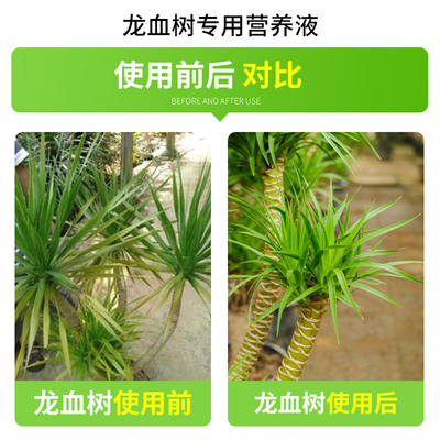 龙血树专用肥料营养液家用室内盆栽通用花肥龙须树复合肥盆景绿叶