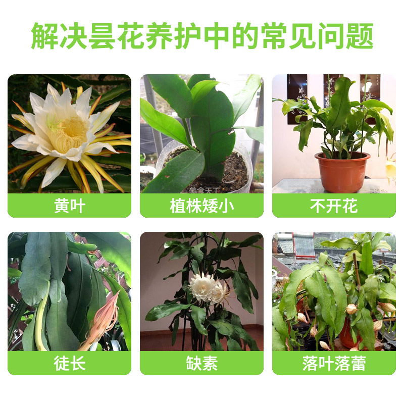 昙花专用肥料营养液昙华韦陀花鬼仔花有机营养液催苗生根促开花