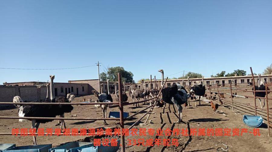 1月24日五家渠33只鸵鸟、粉料机一台、5立方拌料机一台网络拍卖公告