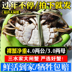 三水家大闸蟹3两母蟹4两公蟹共8只特大鲜活螃蟹江苏洪泽湖大闸蟹